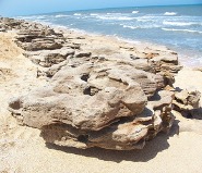 Figure 3a. Coquina beach rock